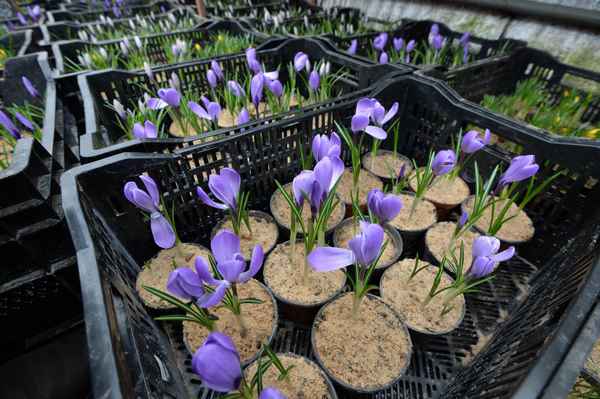 шафран: фото растения, как вырастить в открытом грунте, посадка и уход