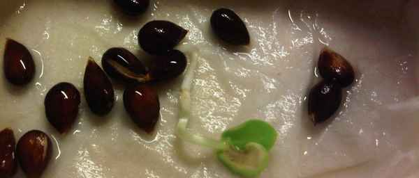 как вырастить яблоню из семечки в домашних условиях + видео