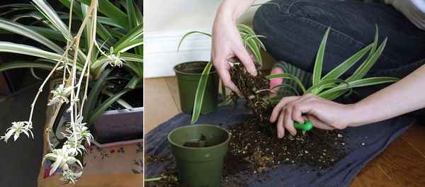 хлорофитум уход в домашних условиях, фото, размножение розетками