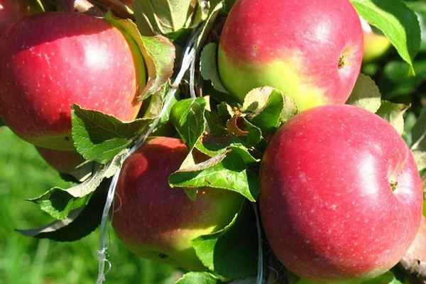 яблоня уэлси: описание, фото, отзывы садоводов