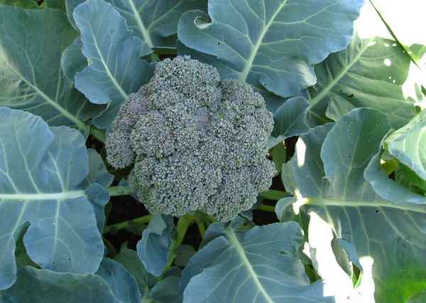 брокколи: выращивание и уход в открытом грунте, болезни, фото