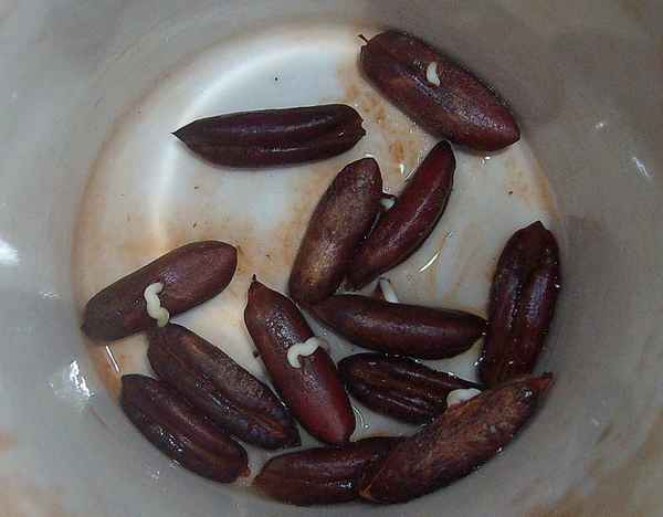 как прорастить финиковую косточку в домашних условиях правильно