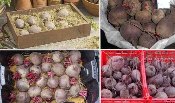 как сохранить свеклу на зиму: хранение в погребе и в домашних условиях + фото