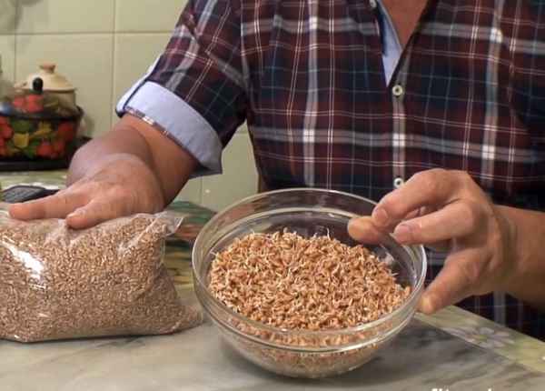 как прорастить пшеницу для кур в домашних условиях
