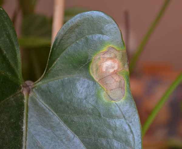 Болезни антуриума и их лечение с фото