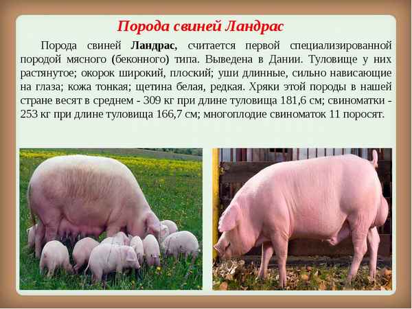 ландрас (порода свиней): хаpaктеристика, фото, описание и отзывы владельцев