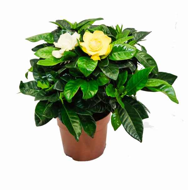 гардения жасминовая комнатная уход в домашних условиях + фото