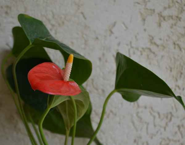 антуриум андре чемпион: пересадка и размножение антуриума, уход в домашних условиях