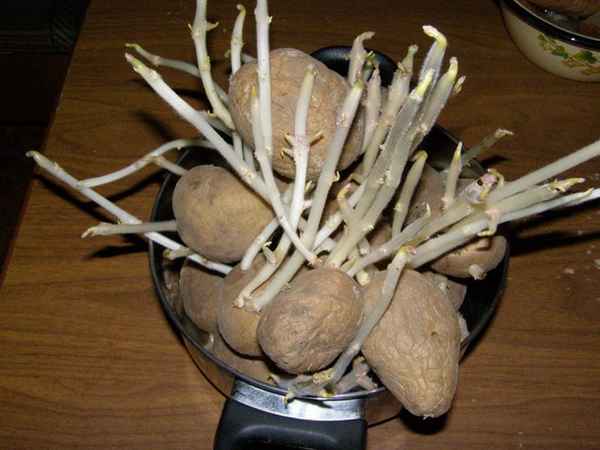 как быстро прорастить картофель для посадки в домашних условиях + видео