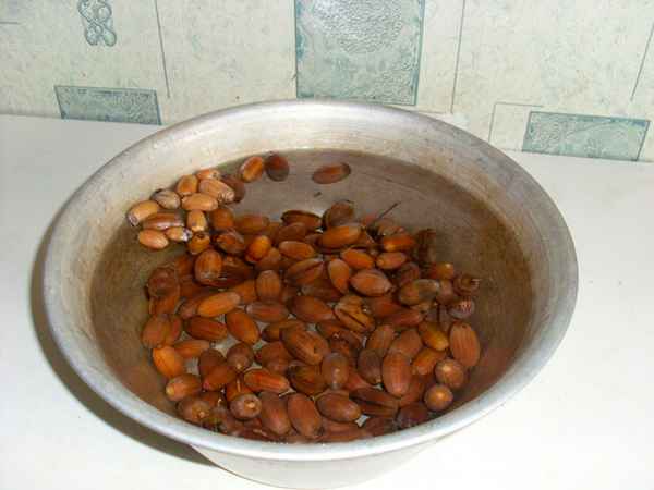 как прорастить желудь в домашних условиях + фото пошагово