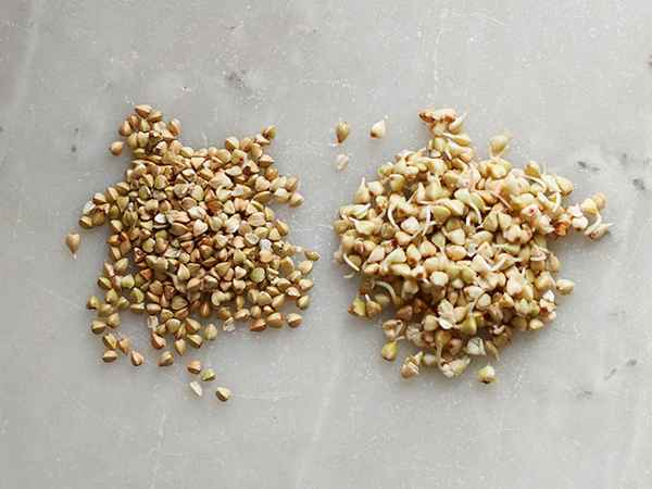 как проращивать зеленую гречку в домашних условиях + видео