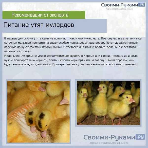 утята индоутки: кормление и содержание первые 3 недели (советы для начинающих) + фото
