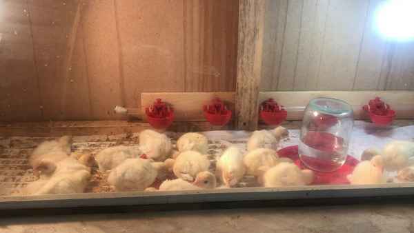 выращивание индюков биг 6 в домашних условиях с нуля с чего начать + видео