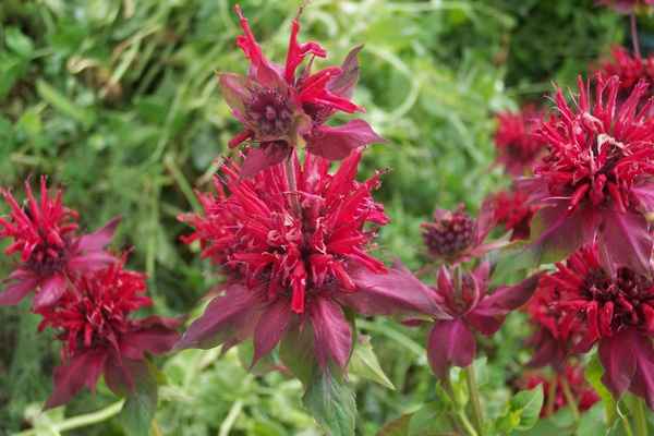 монарда: лечебные свойства и противопоказания, рецепты, видео