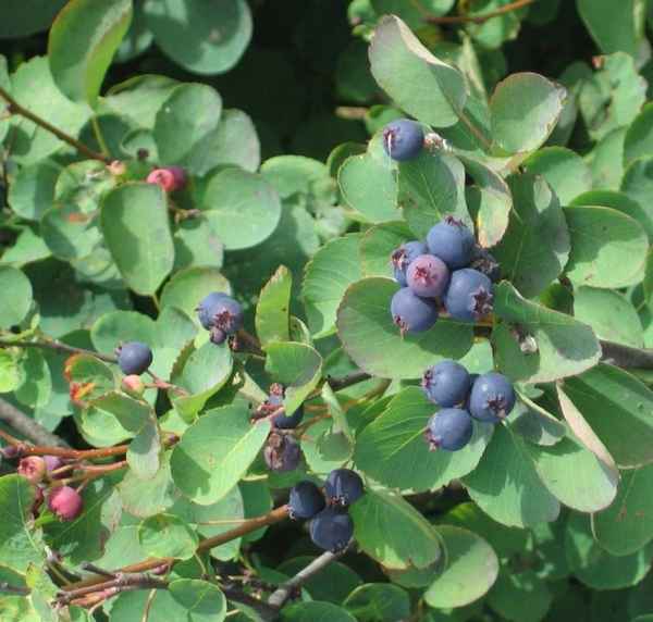 ирга ольхолистная: фото кустарника, описание сорта и отзывы