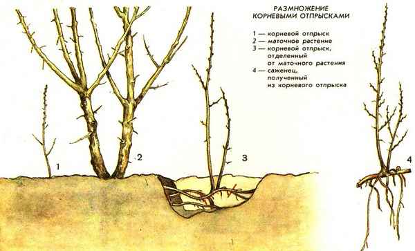 размножение липы черенками, порослью и отводками весной и осенью