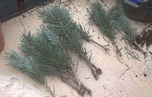 размножение гoлyбой ели черенками в домашних условиях: как правильно и в какое время года