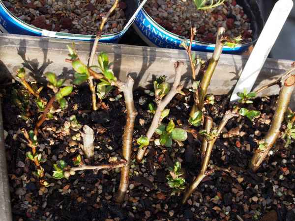 айва японская размножение черенками, семенами, отводками и делением куста (весной и осенью) + фото