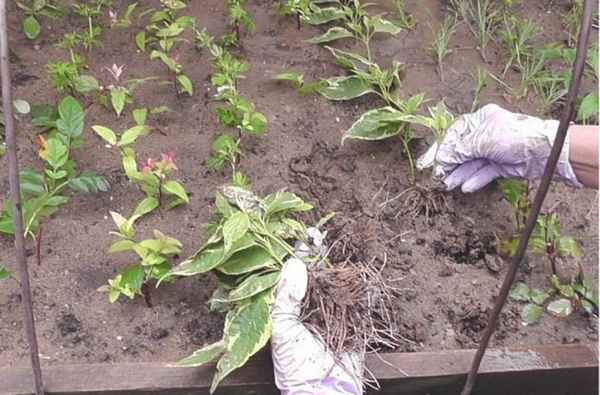 дерен: размножение черенками летом, осенью и весной (фото + видео)