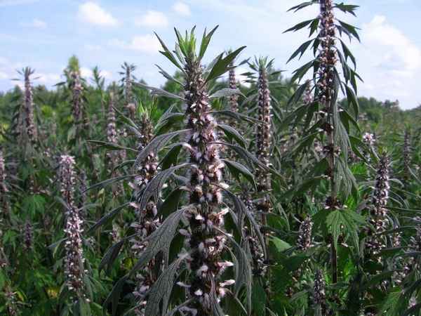 пустырник трава: лечебные свойства и противопоказания, как выглядит пустырник + фото растения