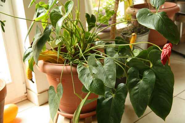 почему не цветет антуриум в домашних условиях