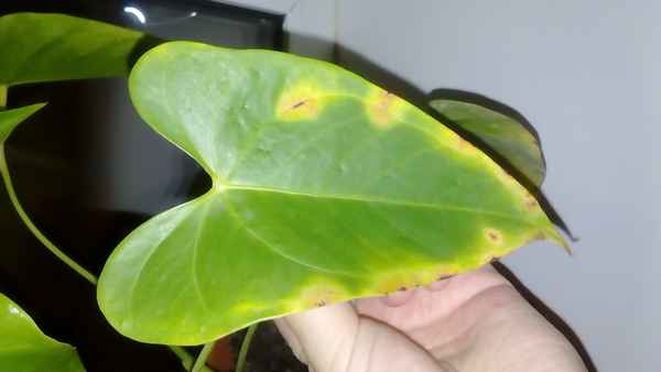 антуриум: что делать если желтеют листья
