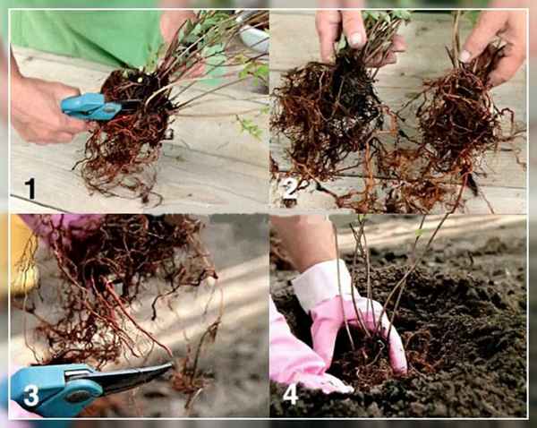 размножение спиреи черенками и делением куста летом, весной, осенью + видео