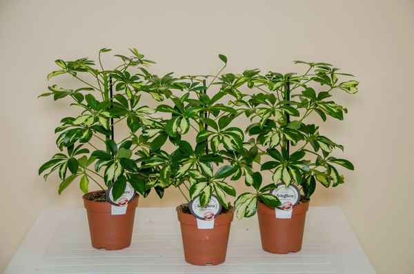 шефлера (цветок): уход в домашних условиях, обрезка, болезни, размножение + фото