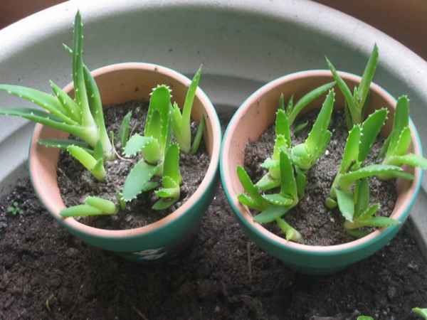 алоэ вера: выращивание, уход и размножение в домашних условиях + фото