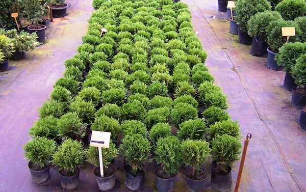 туя даника посадка и уход, сочетание в ландшафтном дизайне, выращивание и размножение сорта в открытом грунте, фото