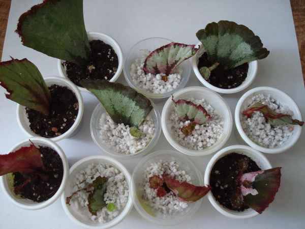 бегония: размножение черенками в воде, листом и семенами (фото и видео)