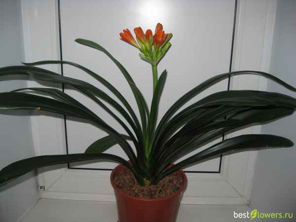 кливия: размножение и уход в домашних условиях (почему не цветет) + фото