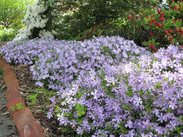 флокс растопыренный посадка и уход, фото, размножение сорта, выращивание в открытом грунте и сочетание в ландшафтном дизайне