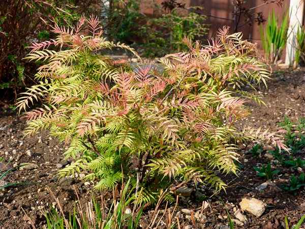 рябинник рябинолистный выращивание и уход в открытом грунте, посадка и размножение сорта сочетание в ландшафтном дизайне, фото