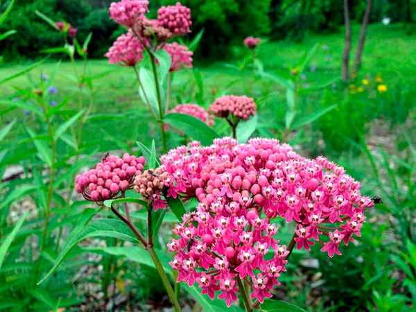 ваточник посадка и уход в открытом грунте, фото сортов, размножение, выращивание и сочетание в ландшафтном дизайне