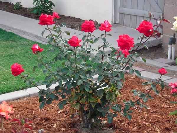 чайно-гибридные розы: выращивание и уход в саду, посадка и размножение, сорта + фото