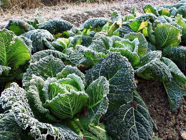 савойская капуста выращивание и уход в открытом грунте, фото