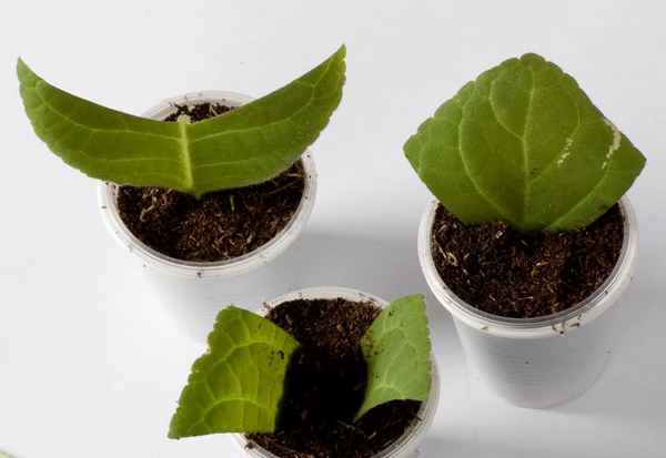 глоксиния: фото, как ухаживать, размножение в домашних условиях