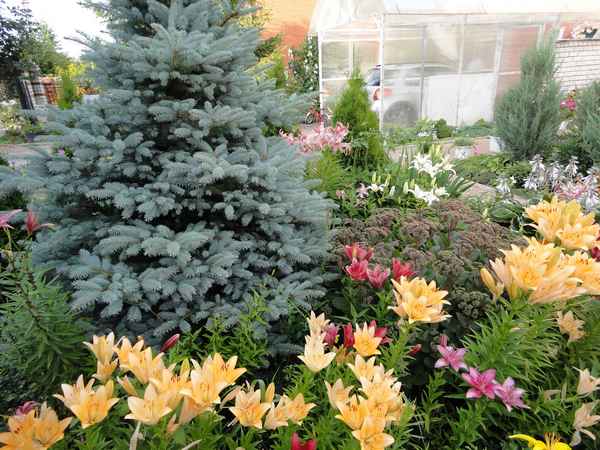 гoлyбая ель посадка и уход, фото, выращивание в открытом грунте, размножение и сочетание в ландшафтном дизайне