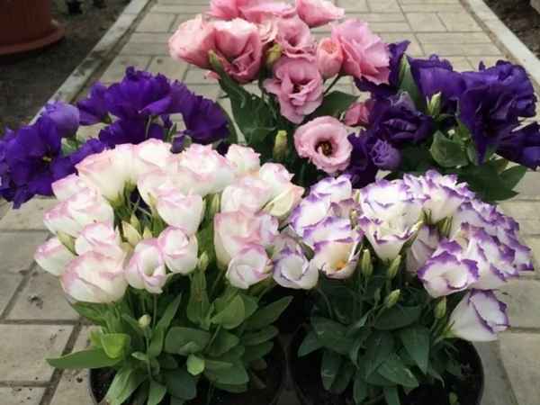 эустома многолетняя: посадка и уход в домашних условиях, фото, отзывы