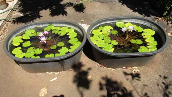 нимфея: посадка и уход в пруду, размножение семенами, зимовка (видео + фото)