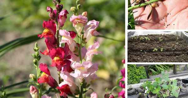 львиный зев: посадка и уход в открытом грунте, фото цветов, когда и как сажать