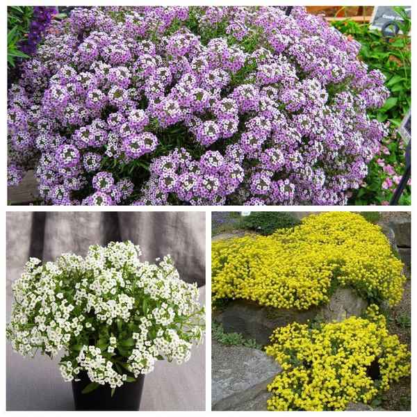 лобулярия: посадка и уход в открытом грунте, фото, когда сажать, размножение и болезни