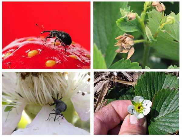 как бороться с долгоносиком на клубнике во время цветения без химии