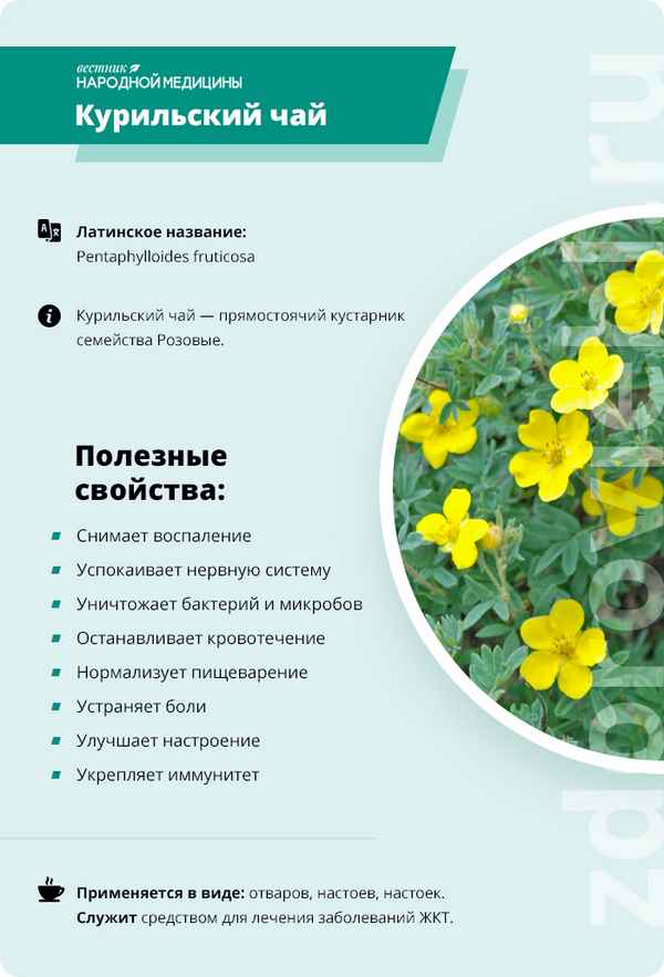 курильский чай: полезные свойства и противопоказания, отзывы + фото