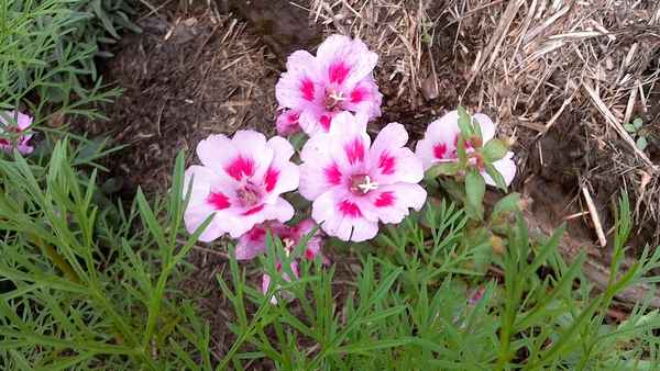 годеция: посадка и уход, фото в саду, размножение и болезни