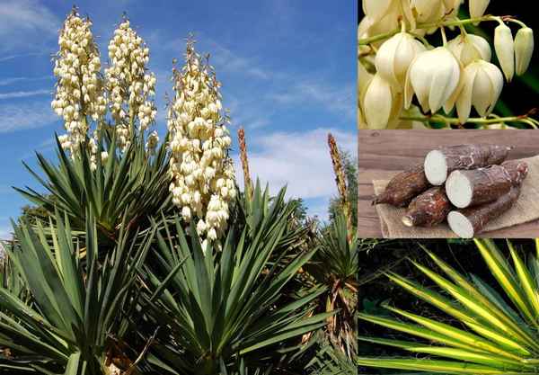 юкка садовая: посадка и уход, фото, размножение и болезни