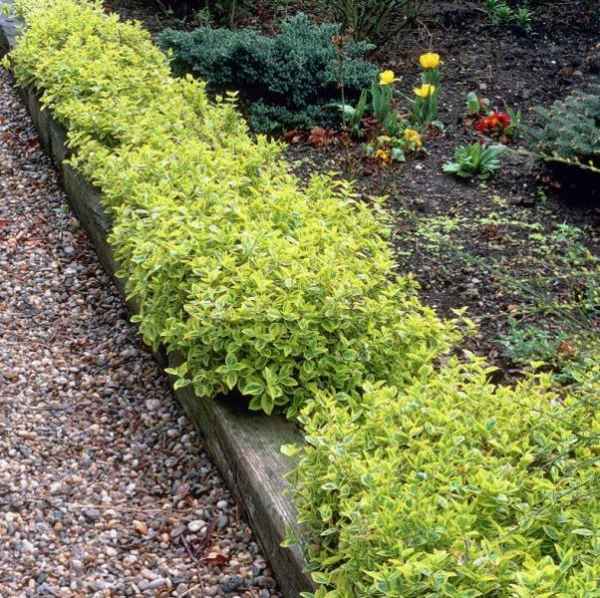 бересклет форчуна: посадка и уход в открытом грунте, фото, размножение сорта, выращивание и сочетание в ландшафтном дизайне