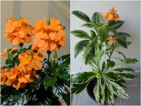 кроссандра уход и выращивание в домашних условиях, размножение и болезни + фото