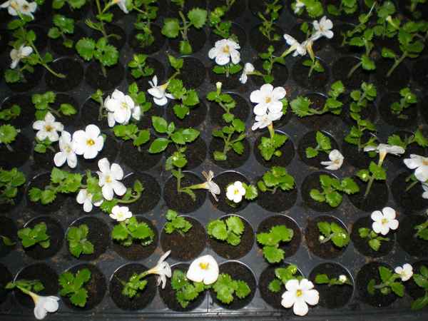 бакопа: посадка и уход в открытом грунте, фото выращивание из семян, болезни